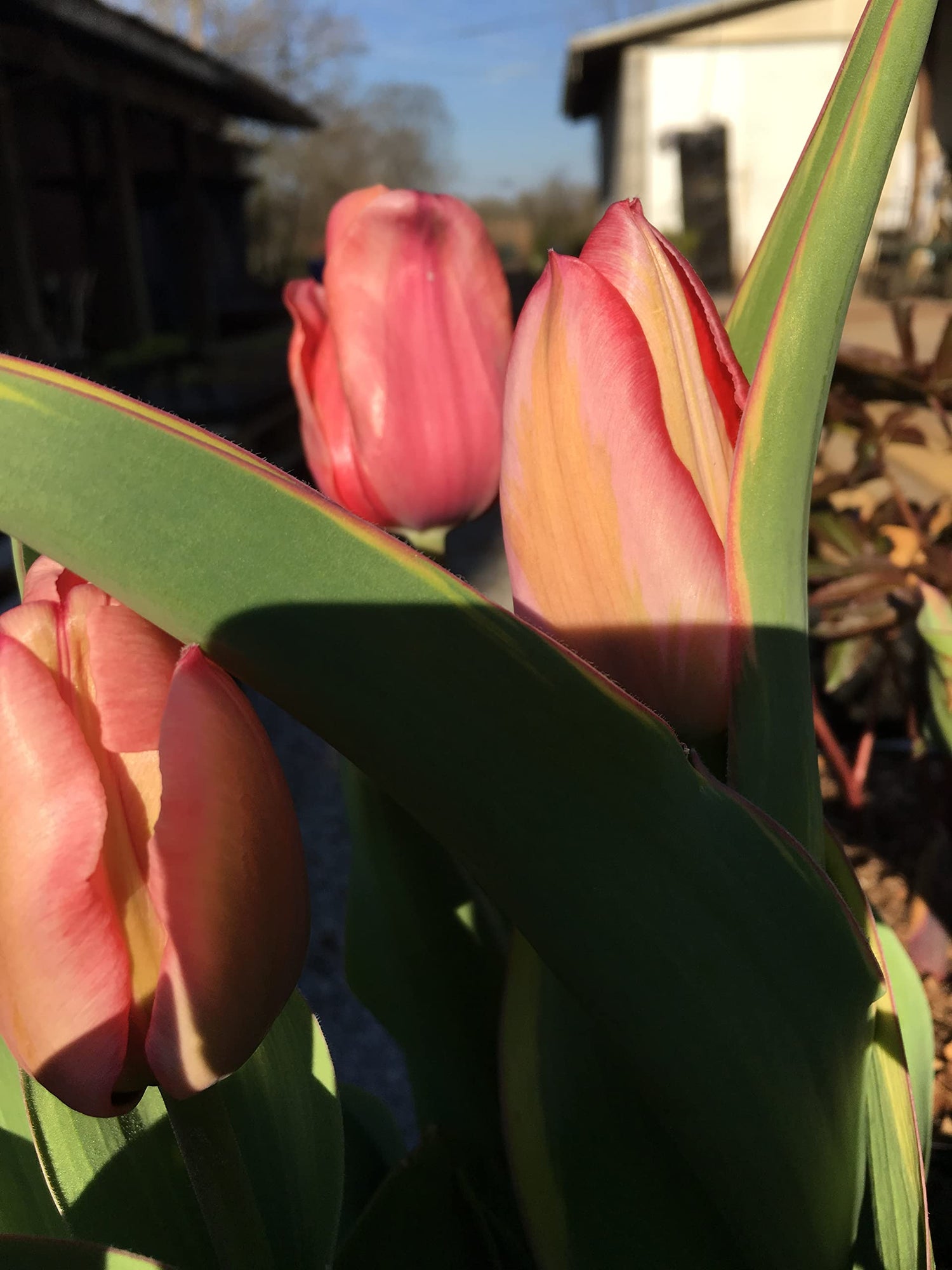Tulip Bulbs - 20 Pink Impression Darwin Tulip - Bulb Size 11/12 cm - Fall Planting & Spring Blooms