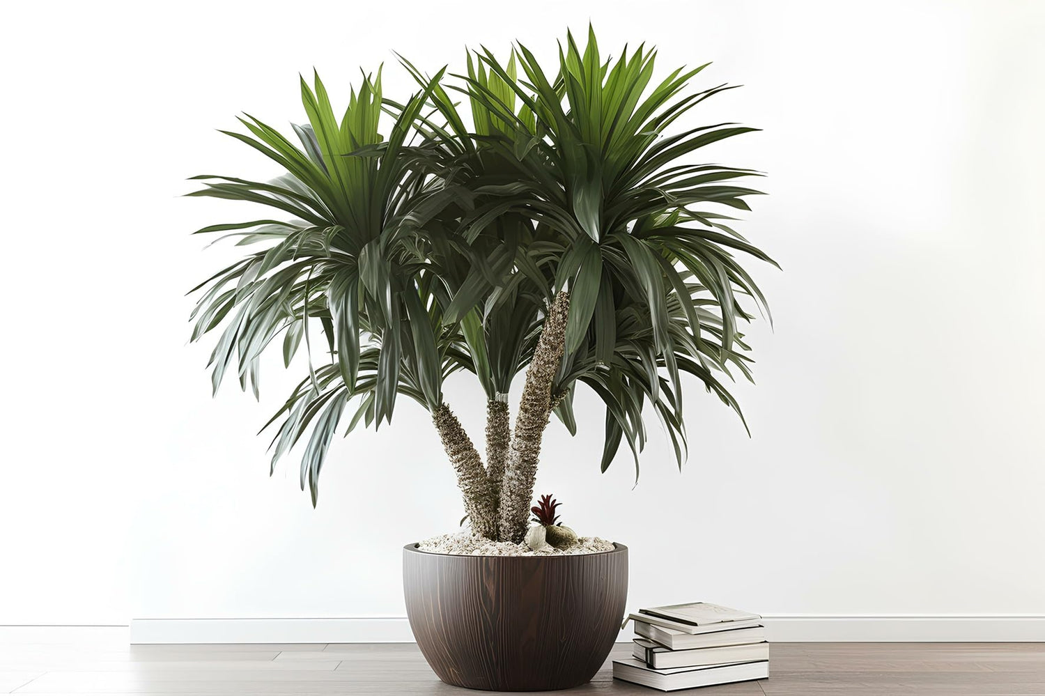 5 Windmill Palm Bonsai Tree Seeds - Does Well Indoors