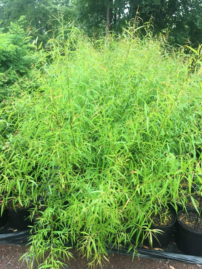 24 Black Willow Tree Cuttings - Beautiful Shade and Privacy Tree - Grow Trees Two Dozen (24) Black Willow Live Trees
