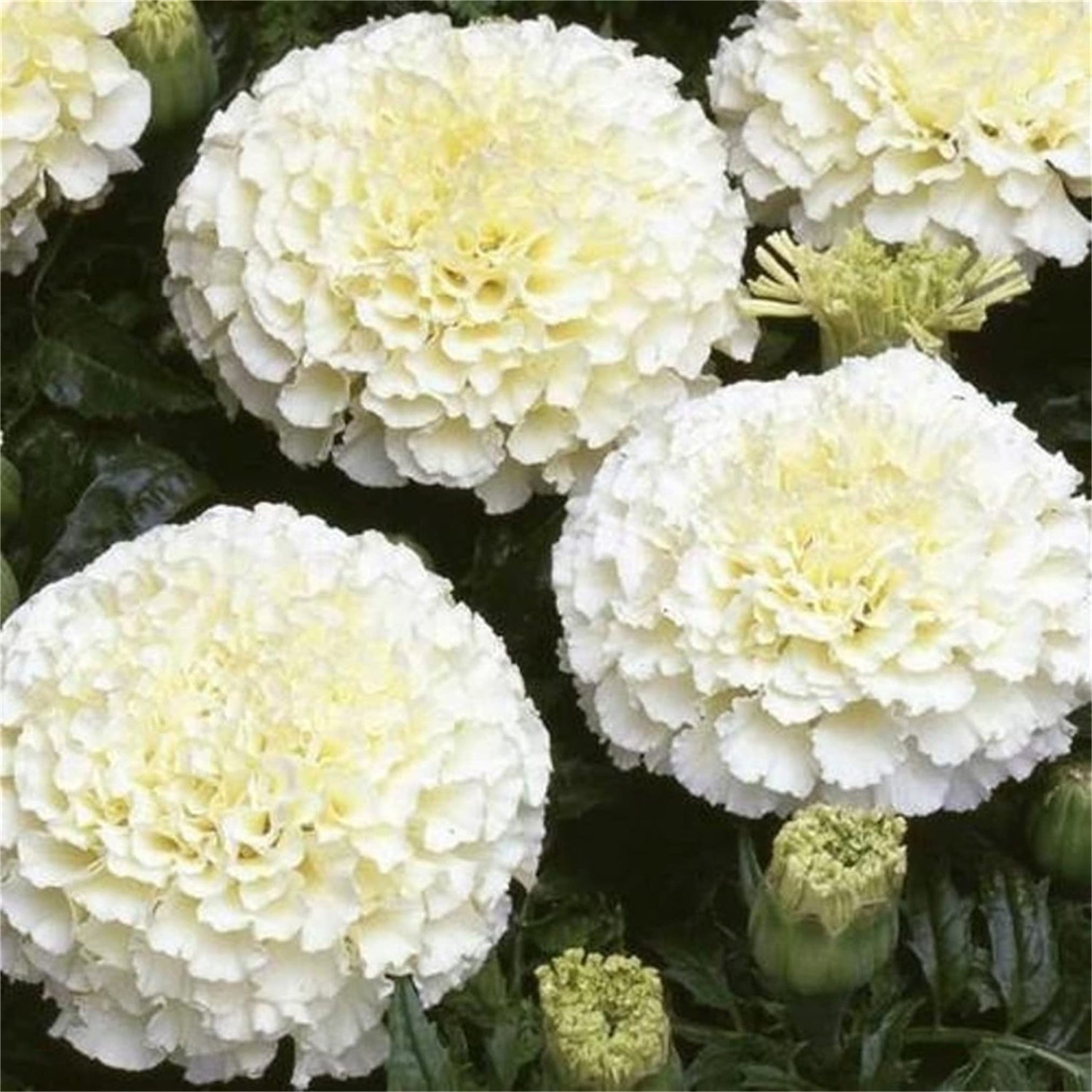 zellajake Rare Flower Seeds 200 Kilimanjaro White African Marigold Flower Seeds