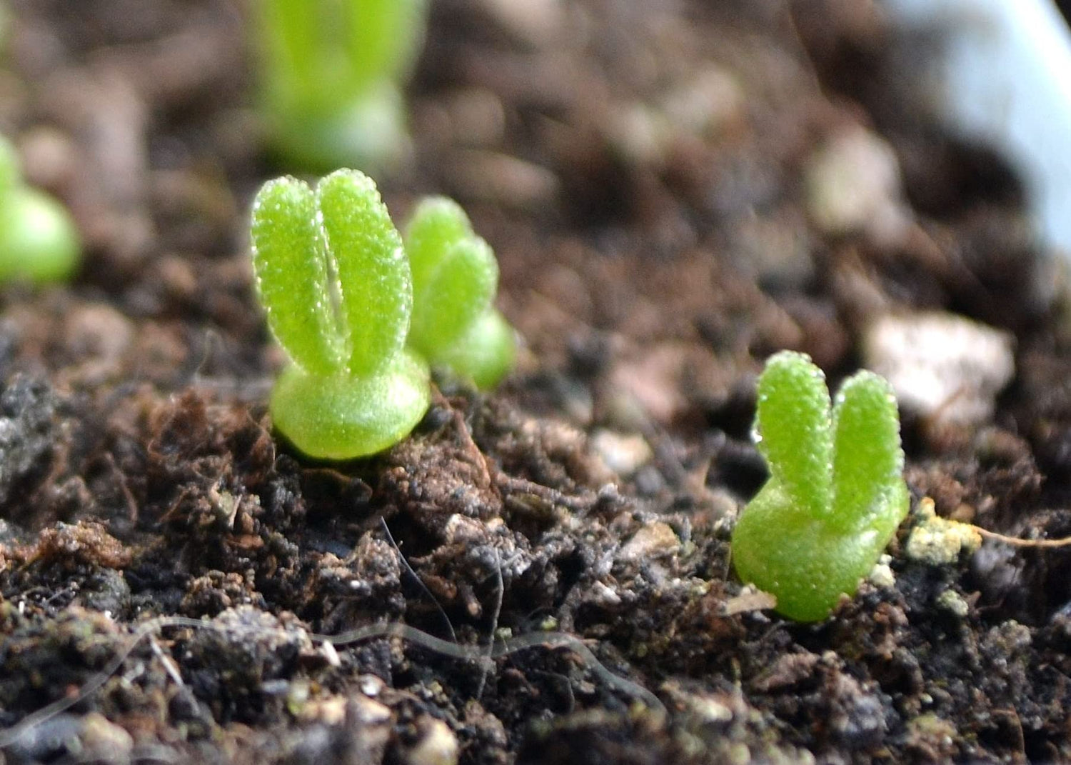 15 Bunny Succulent Seeds for Planting - Ships from Iowa, USA - Monilaria moniliformis