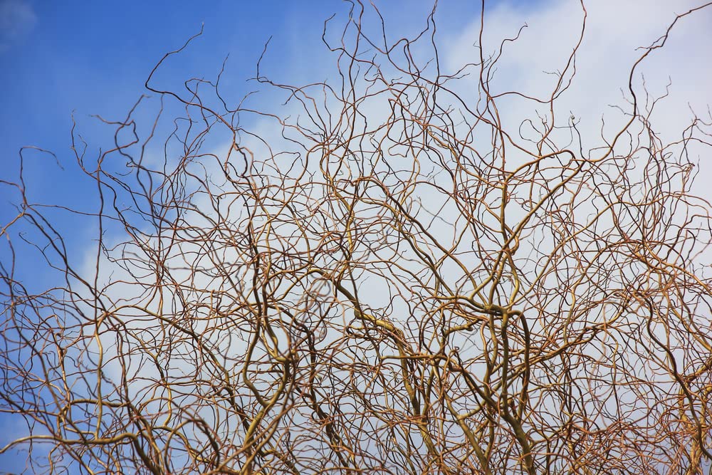 Gold Curly Willow Trees - Fast Growing Attractive Good Luck Trees - East to Grow Landscape, Garden or Yard Trees.