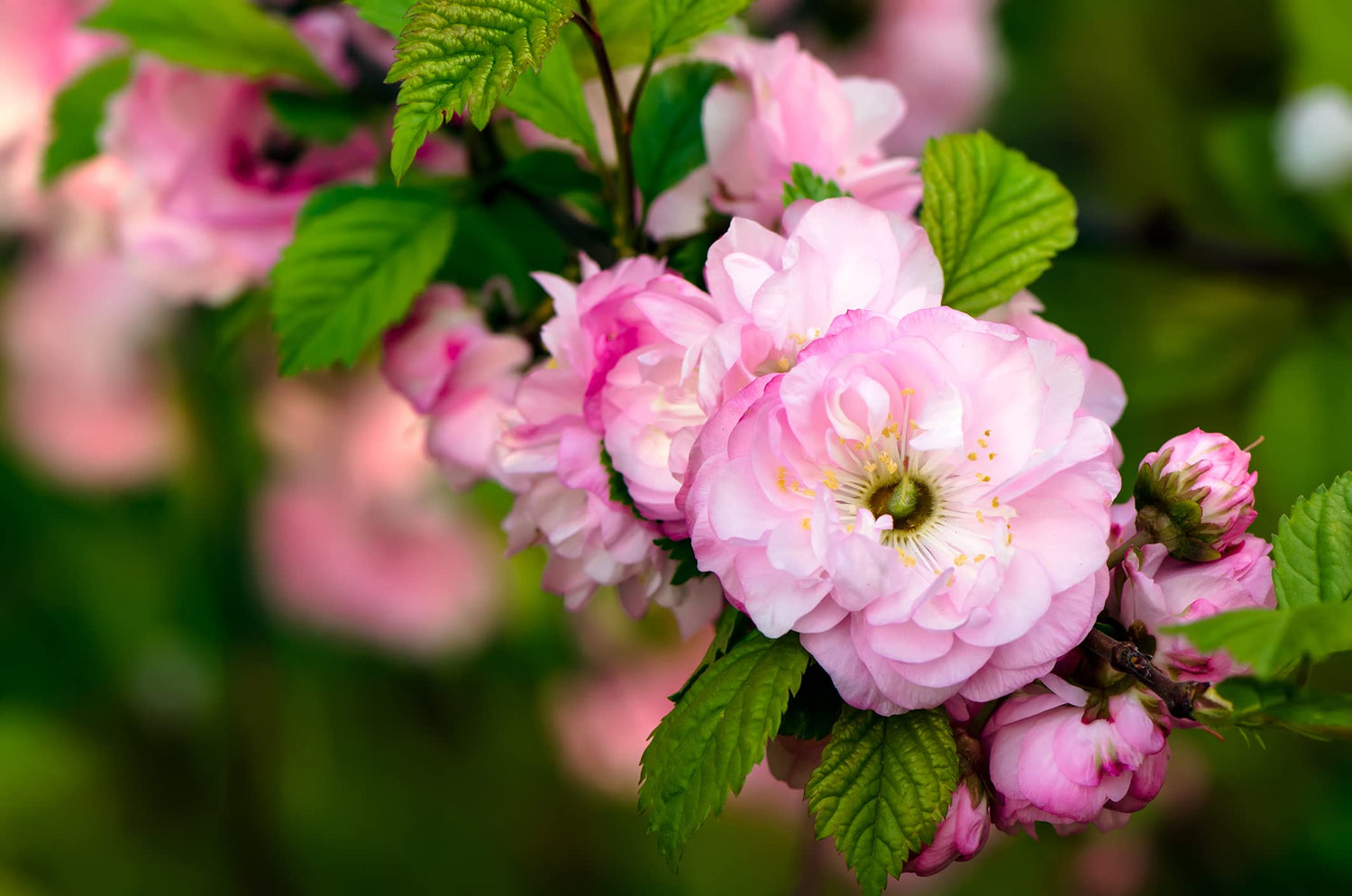 Flowering Plum Tree Seeds | 10 Seeds of Prunus triloba | Flowering Almond Tree Prized for Stunning Pink Blooms