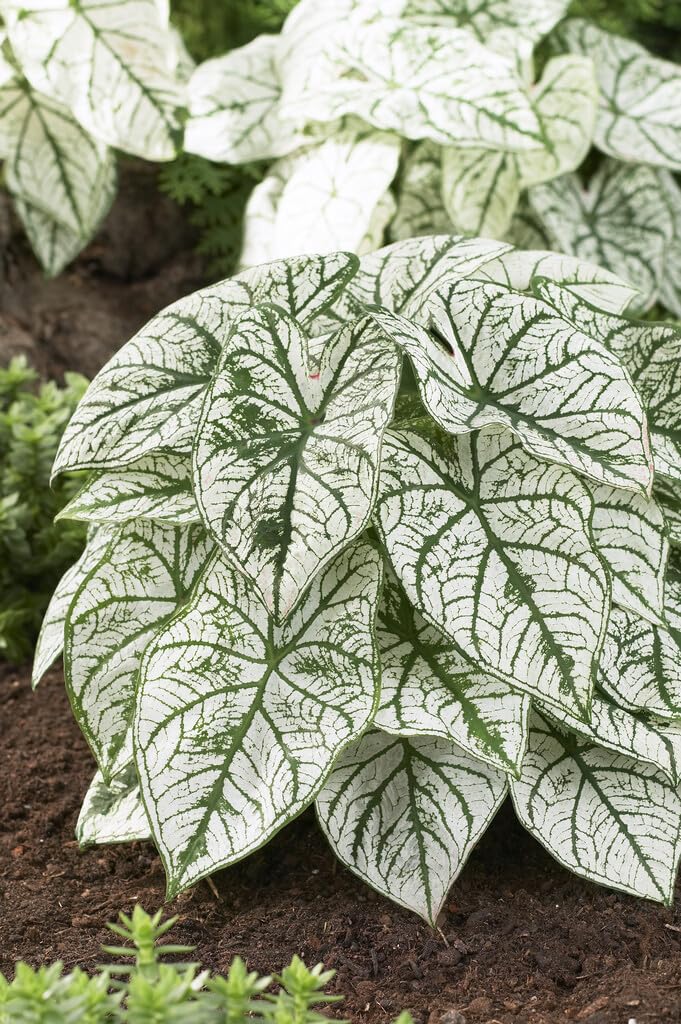 10 White Candidum Caladium Bulbs for Planting - Perennial Hosta, Elephant Ears