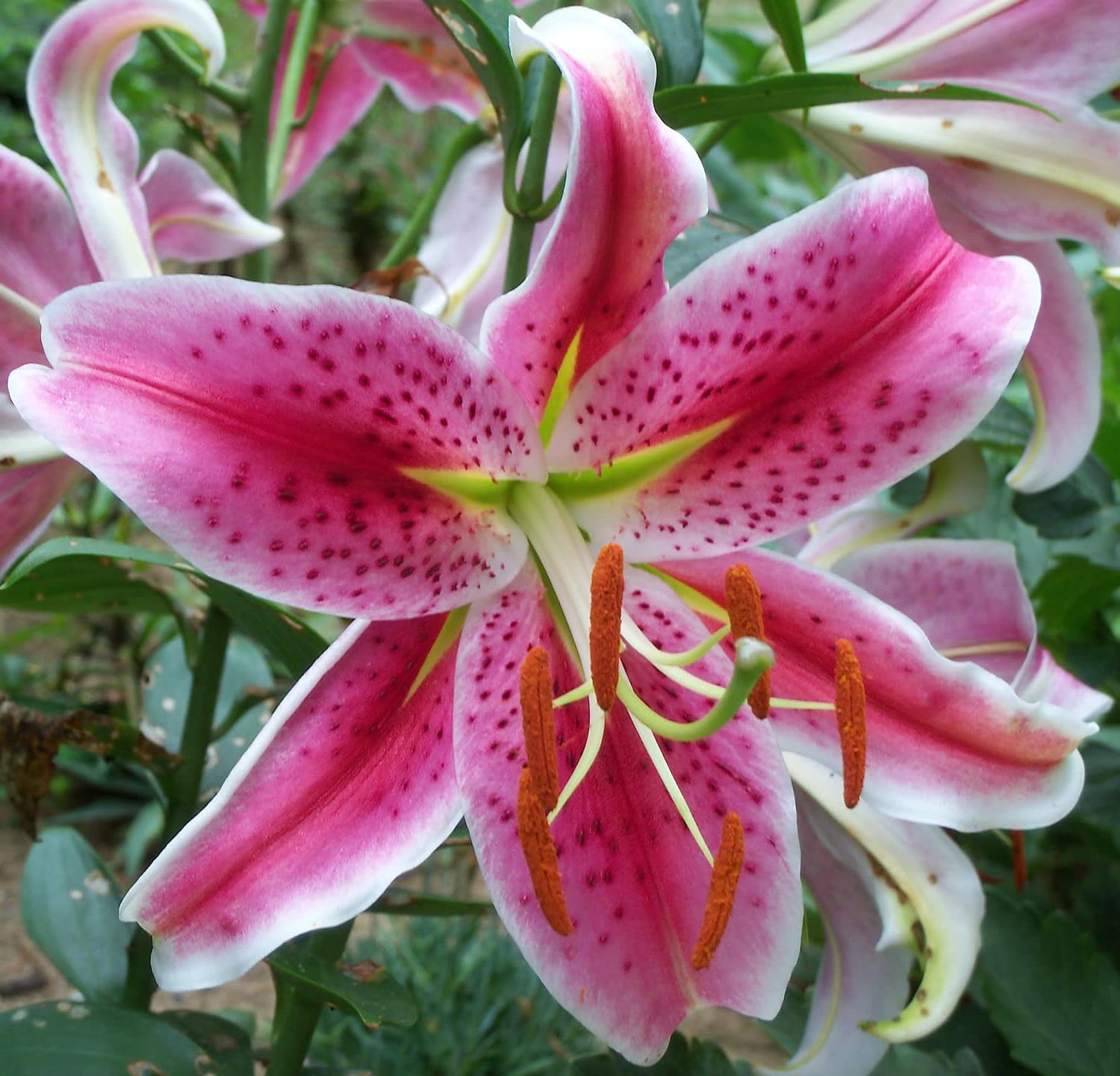 Stargazer Bulbs for Planting - Pink Oriental Lily, Beautiful Perennial for Any Garden