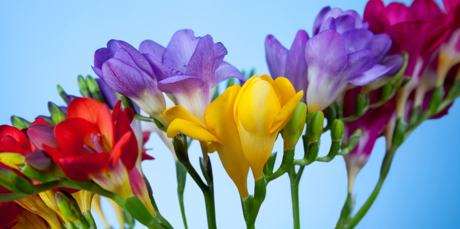 Freesia Flower Bulbs for Spring Planting - Mixed Colors for Bouquets - Large Healthy Bulbs - Great for Container or Outdoor Growing