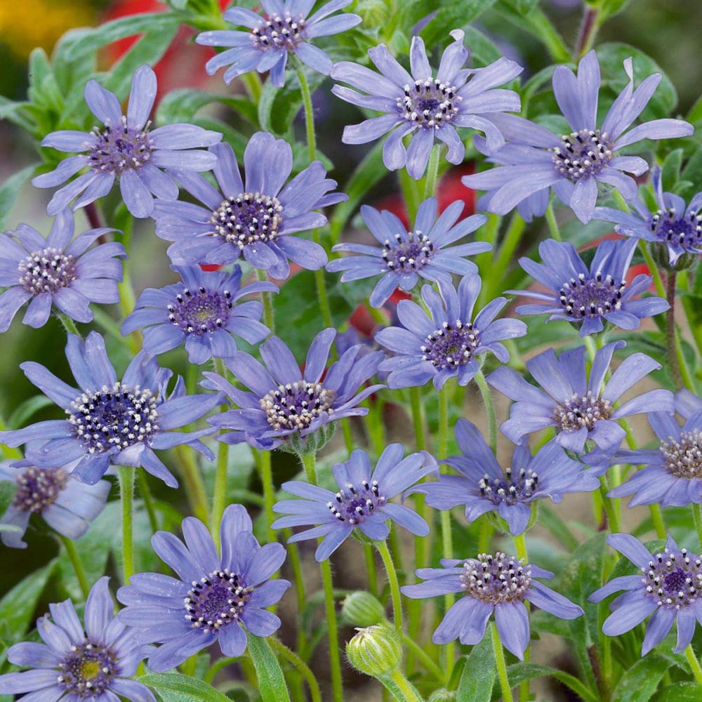 The Blue's Blue Daisy Seeds for Planting (100 Seeds) - Felicia Heterophylla Blue