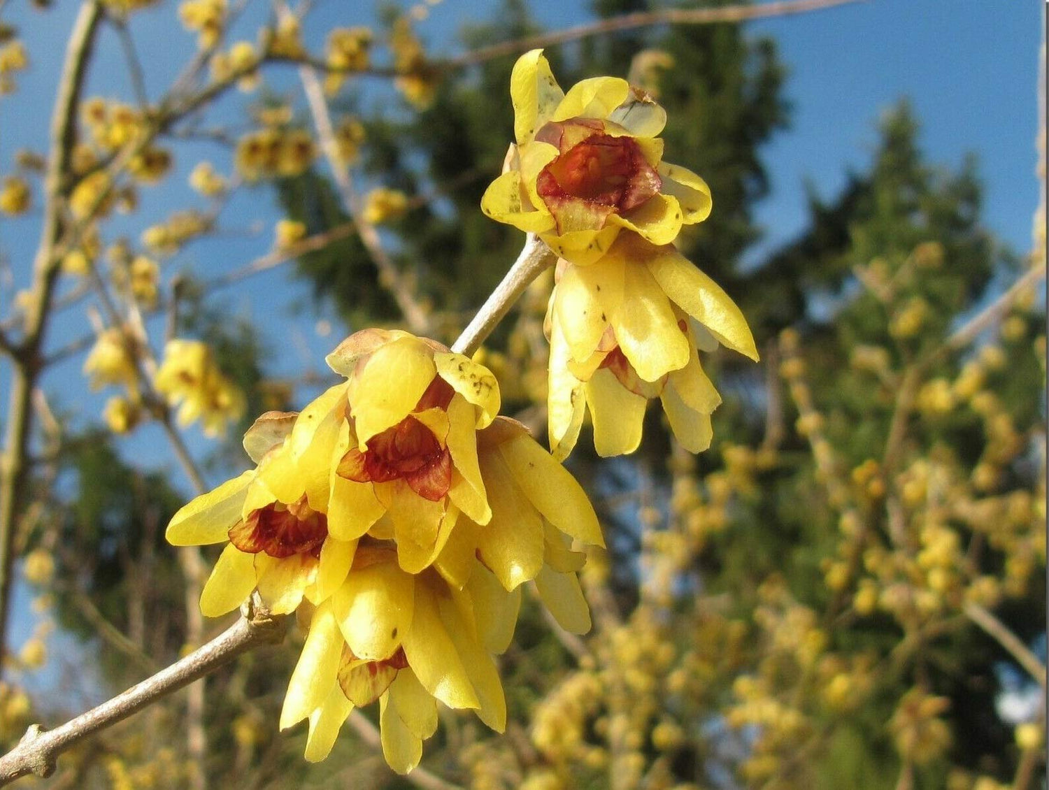 Wintersweet Chimonanthus praecox 10 Seeds - Ships from Iowa, USA