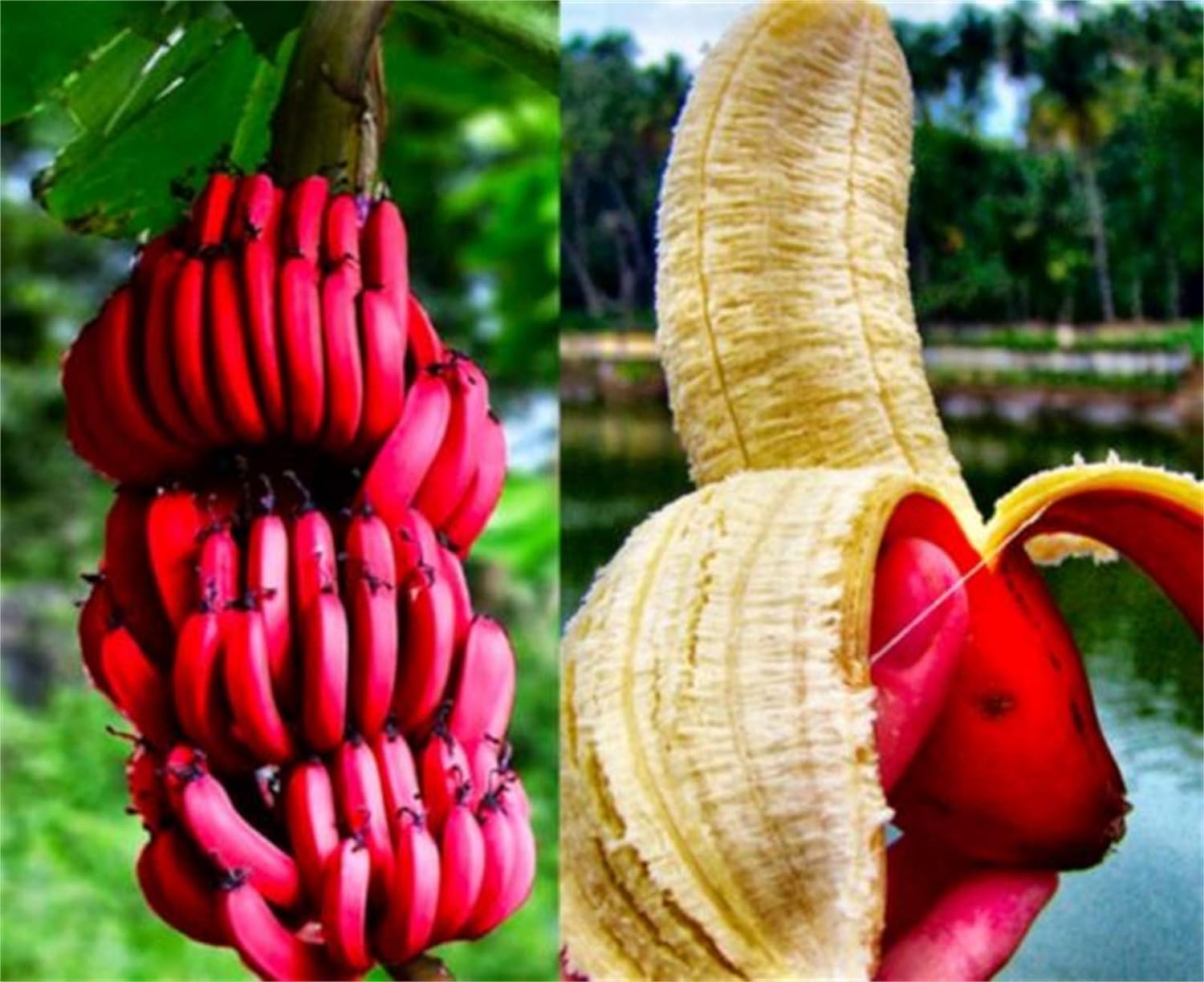10 Dwarf Pink Banana Tree Seeds for Planting - Musa Velutina