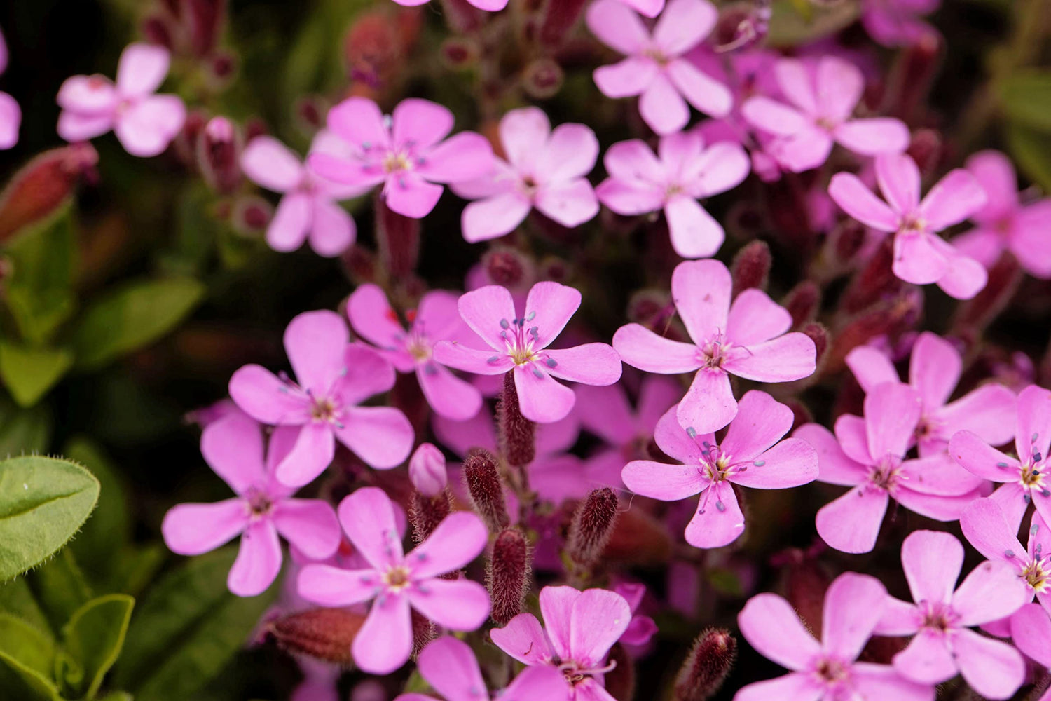 Soapwort Seeds for Planting (30 Seeds) - Saponaria officinalis