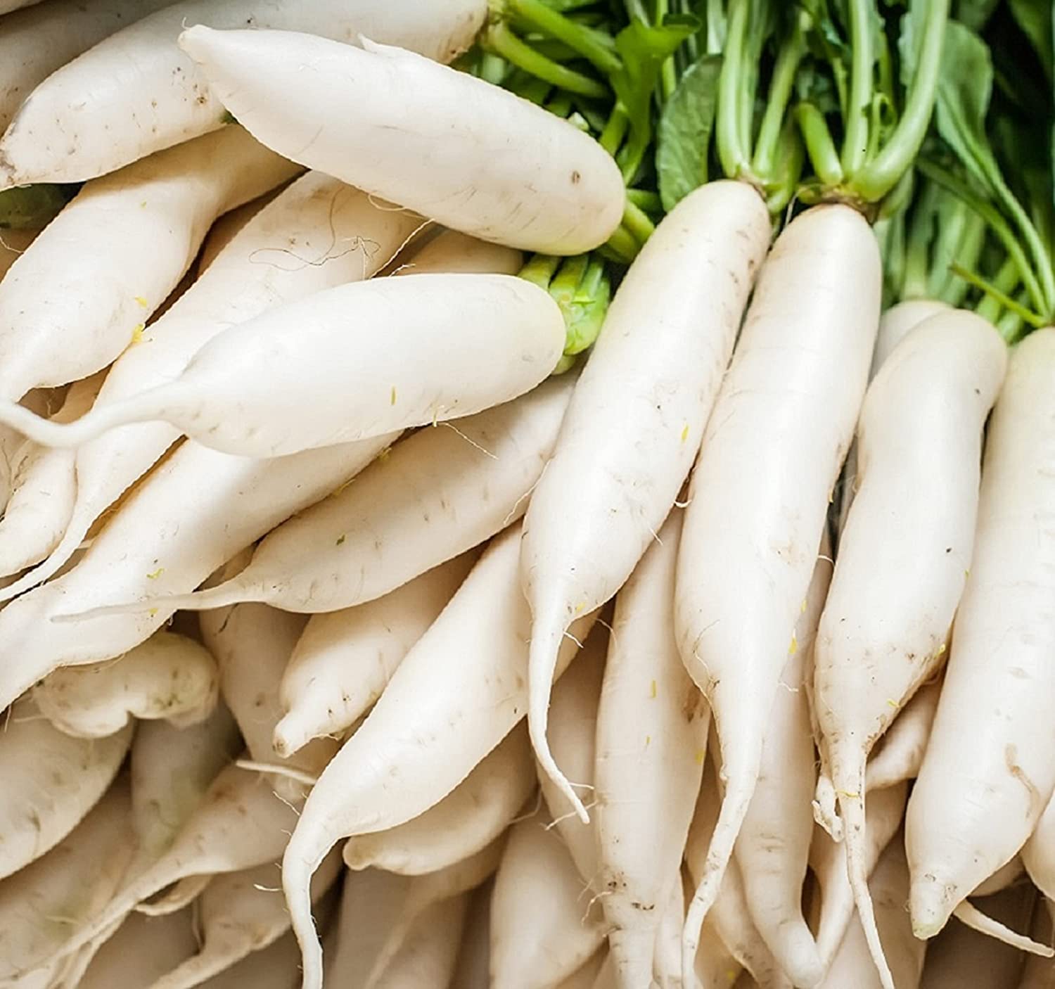 Japanese Daikon Radish Seeds for Planting - 100 Heirloom Non GMO Seeds - Full Planting Instructions to Plant & Grow a Home Vegetable Garden