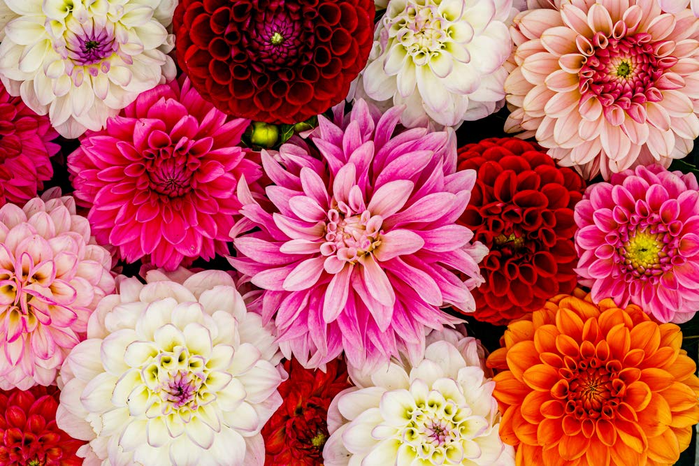 Dahlia Bulbs - Mix Pack, 6 Tubers - Beautiful Large Dahlia Tubers