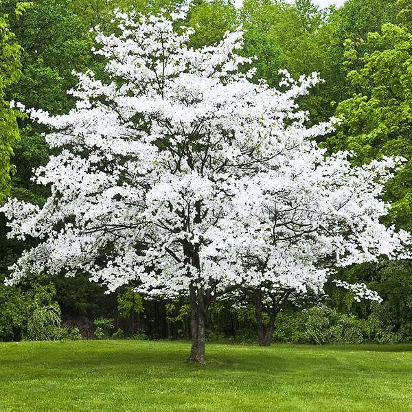 8 White Flowering Dogwood Cuttings to Plant - No Roots, Easy to Grow