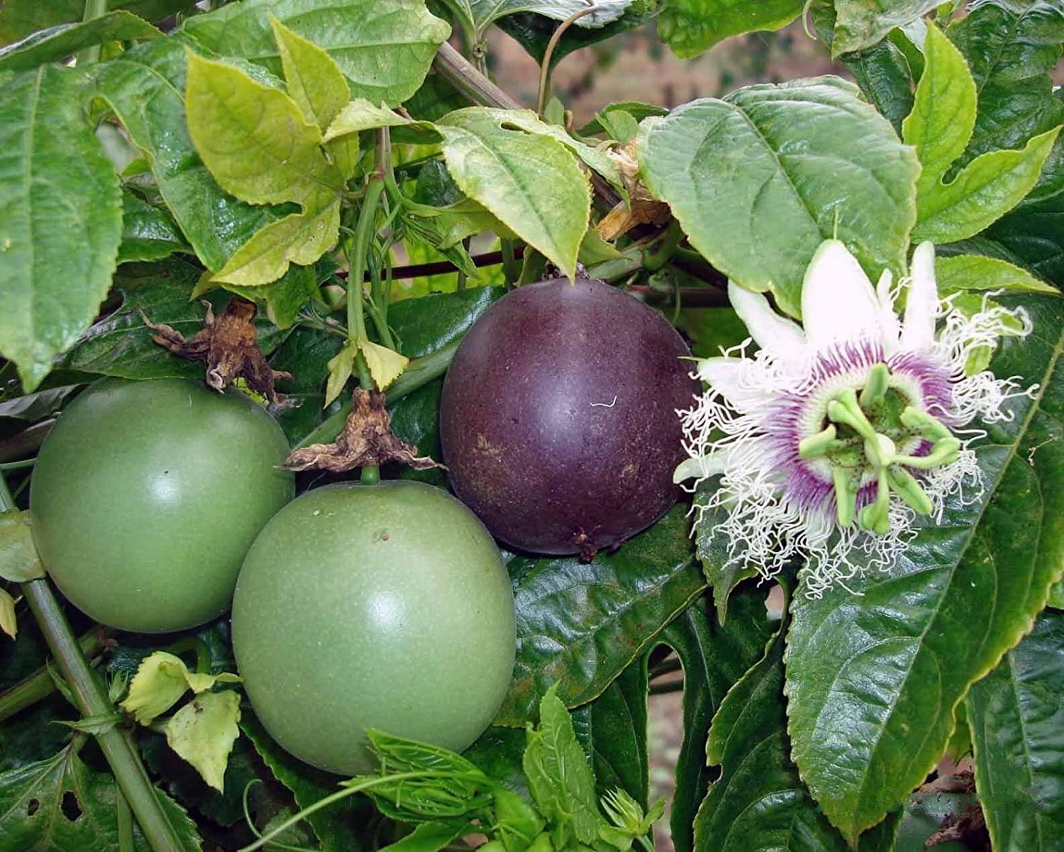 New Passion Fruit Passiflora edulis Fruit 20+ Seeds
