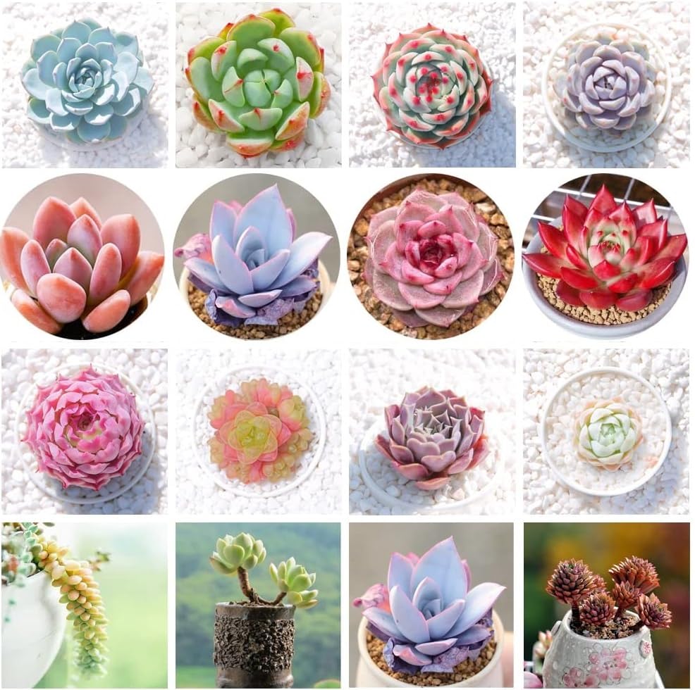 Succulent Seeds Mix - 30 Seeds - Echeveria Species Mix - Ships from Iowa, USA - Grow Exotic Succulent Cacti