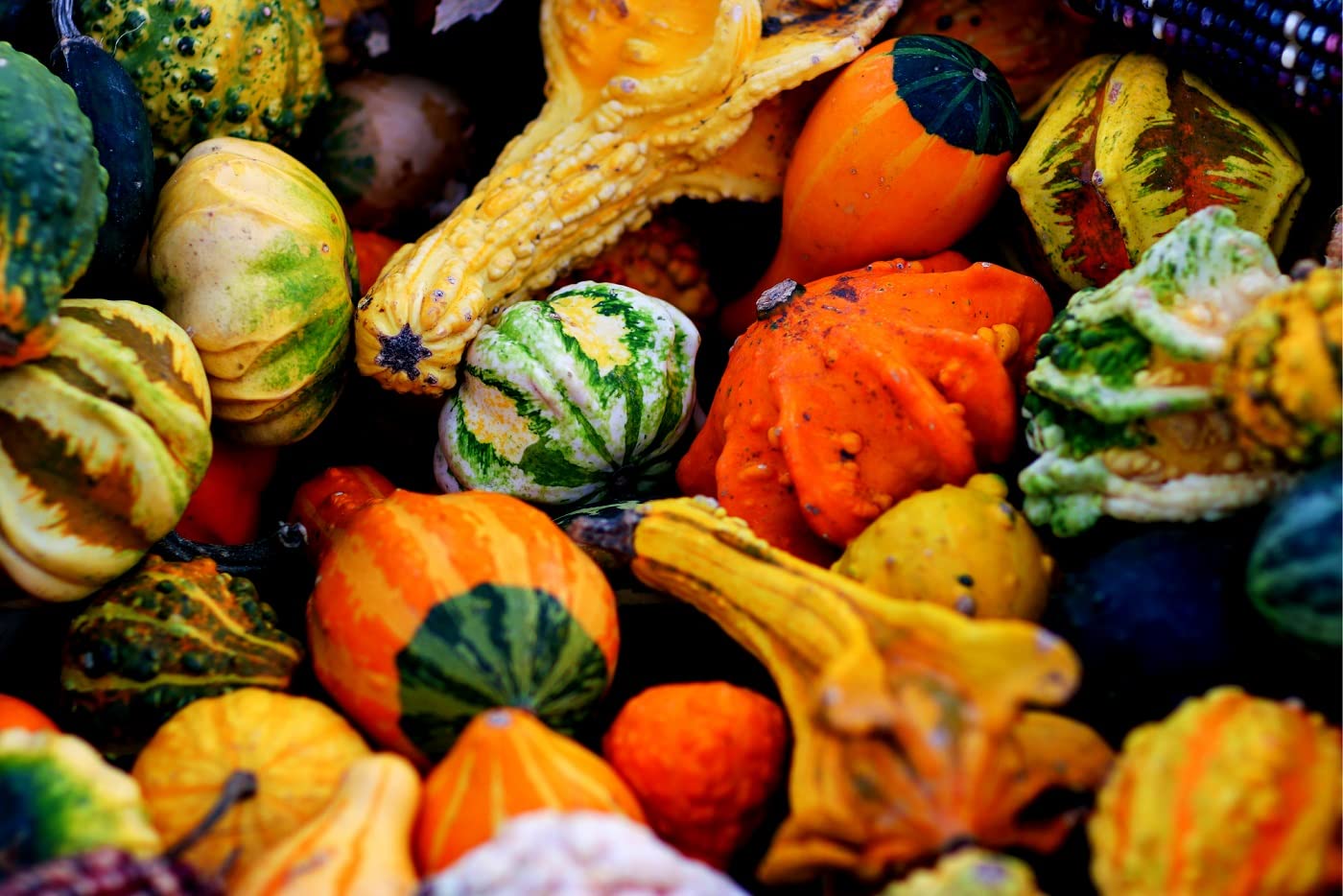 Small Gourd Mix Seeds to Grow | 25+ Seeds | Grow Your Own Fall Decor