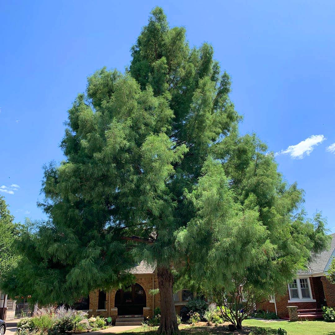 Bald Cypress Seeds for Planting | 10 Seeds | Exotic Evergreen Tree Seeds to Grow, Great for Landscaping and Hedge Rows