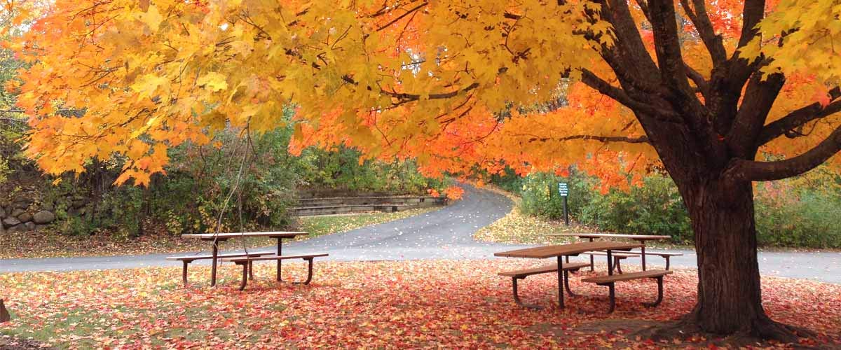 Sugar Maple Tree Seeds - 20+Seeds to Grow - Vibrant Yellow Fall Leaves - Acer Saccharum