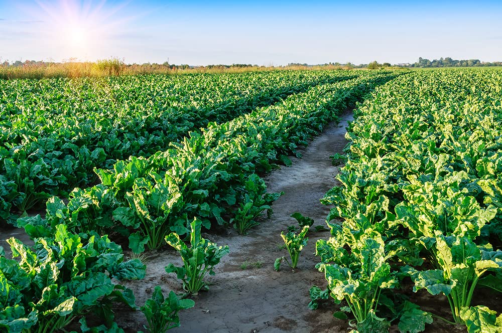 Sugar Beets Deer Food Plot Seeds - 500 Seeds to Grow - Whitetail Deer Go Wild for Sugar Beets