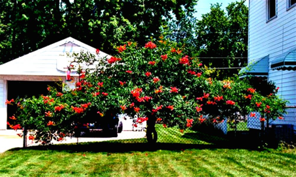 Rare Dark Red Hummingbird Trumpet Vine! HARDY! 20 seeds! Hummingbirds Love It!