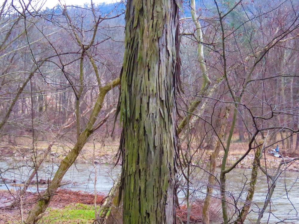 Shagbark Hickory Tree Seeds - Edible Fruit and Attractive Bark That Falls Off - Carya ovata