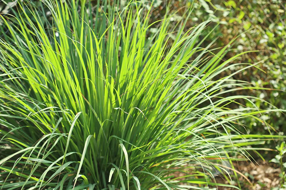 Lemongrass Seeds - 100 Seeds - Easy to Grow Herb - Ships from Iowa, Made in USA - Grow Lemon Grass