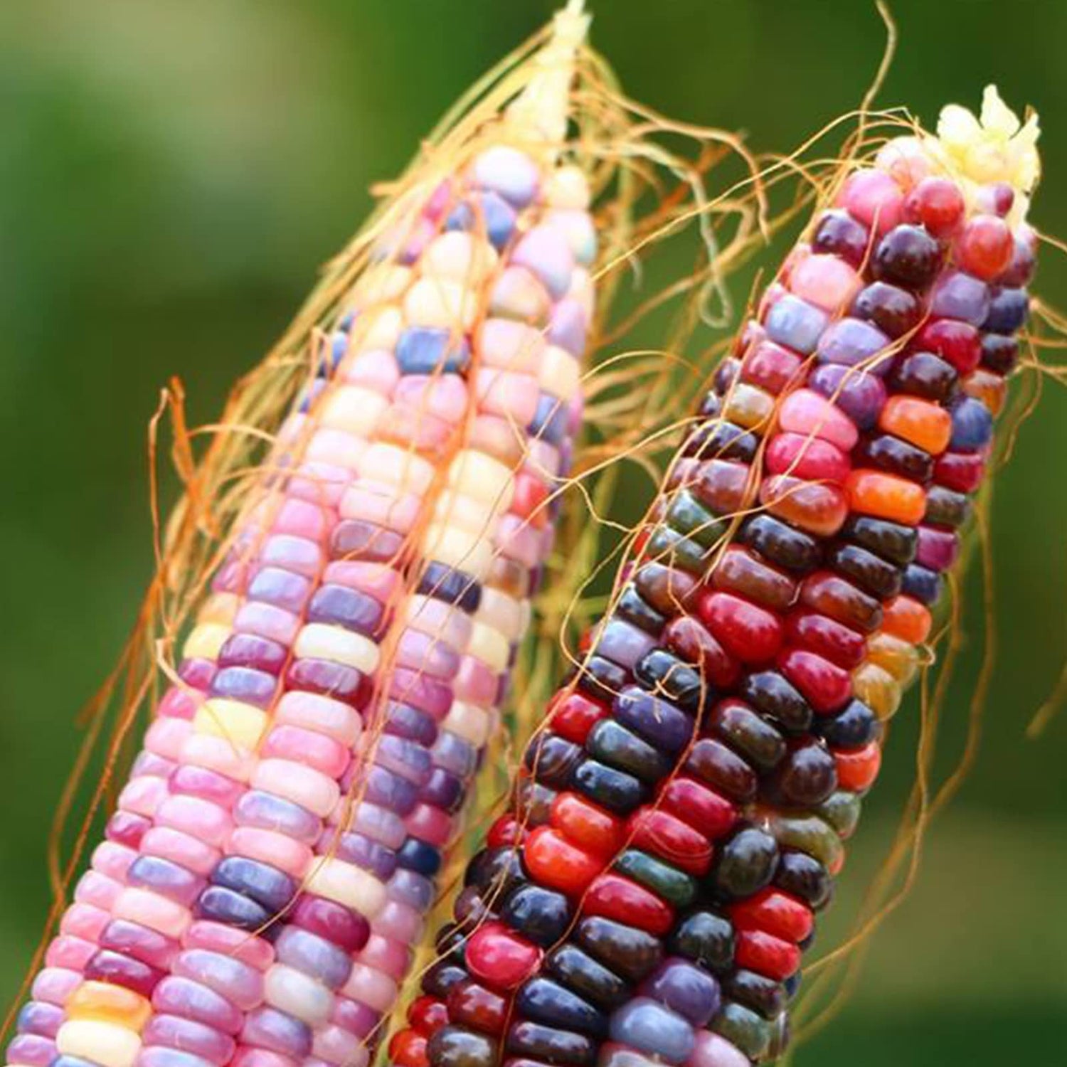250+Glass Gem Corn Seeds for Planting Vegetables and Fruits,Heirloom Seeds Non GMO Organic Garden Seedss Non GMO Organic Garden Seeds