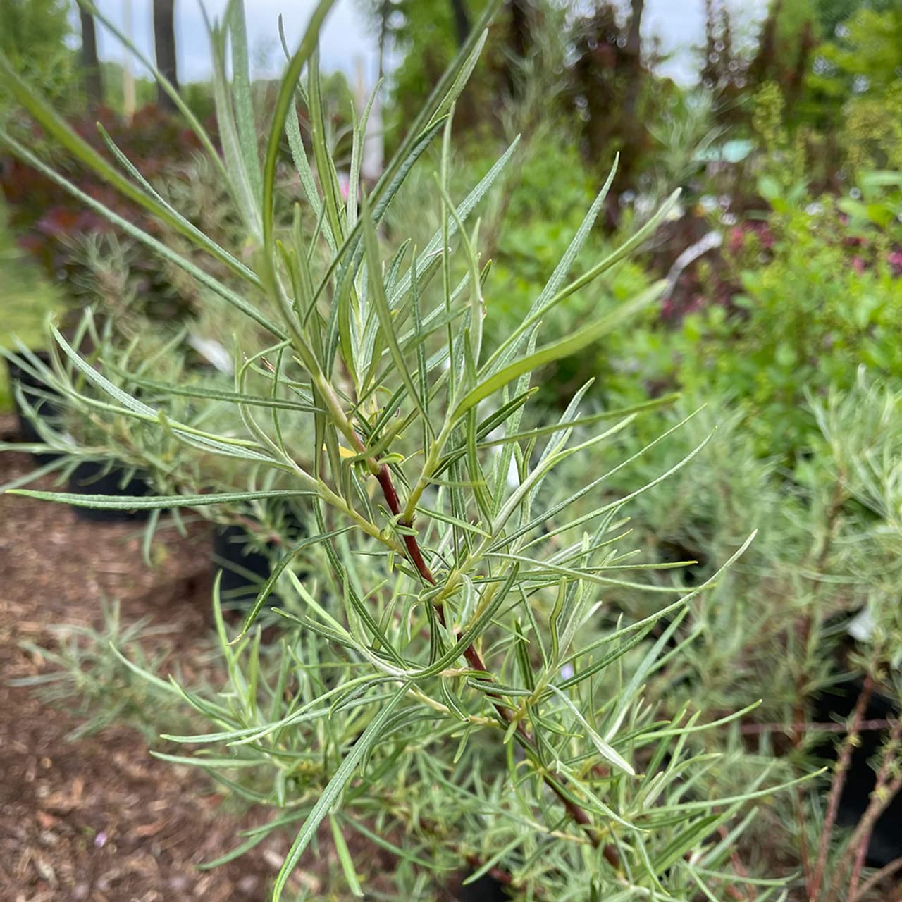 Rosemary Willow Tree Cuttings to Grow - Attractive Landscape of Privacy Bush - Esay to Grow