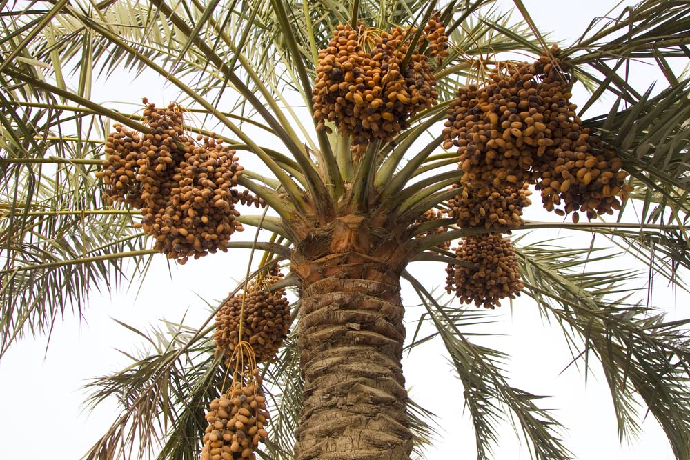 Wild Date Palm Seeds for Planting (5 Seeds)