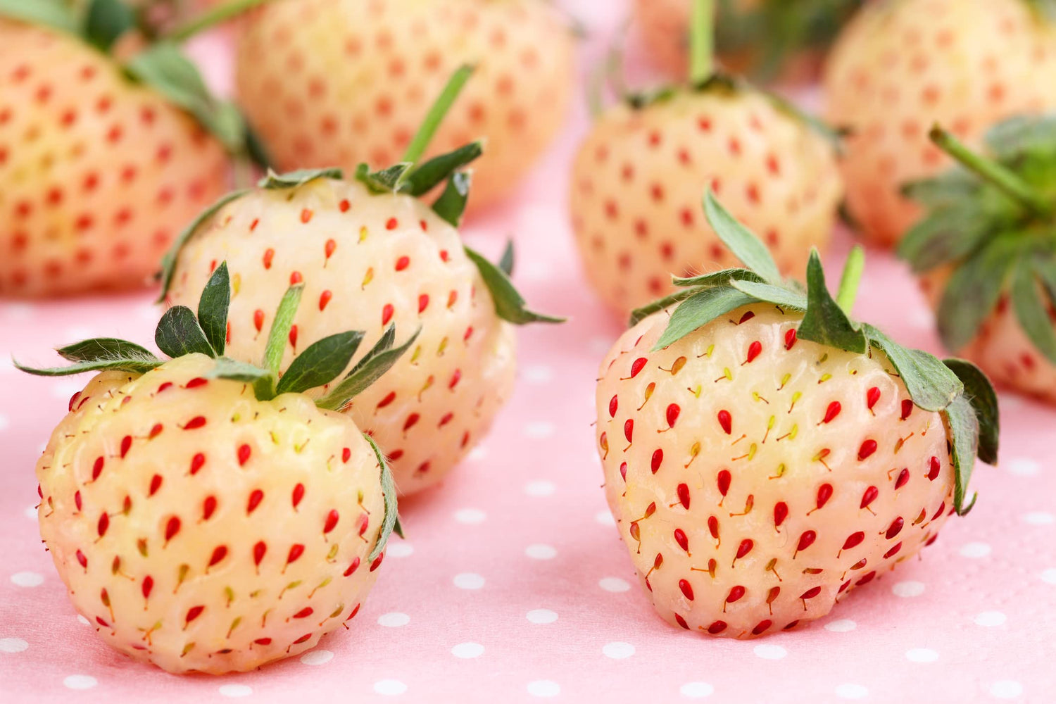 White Strawberry Seeds - 500+ Seeds - White Pineberry Seeds - Made in USA, Ships from Iowa.