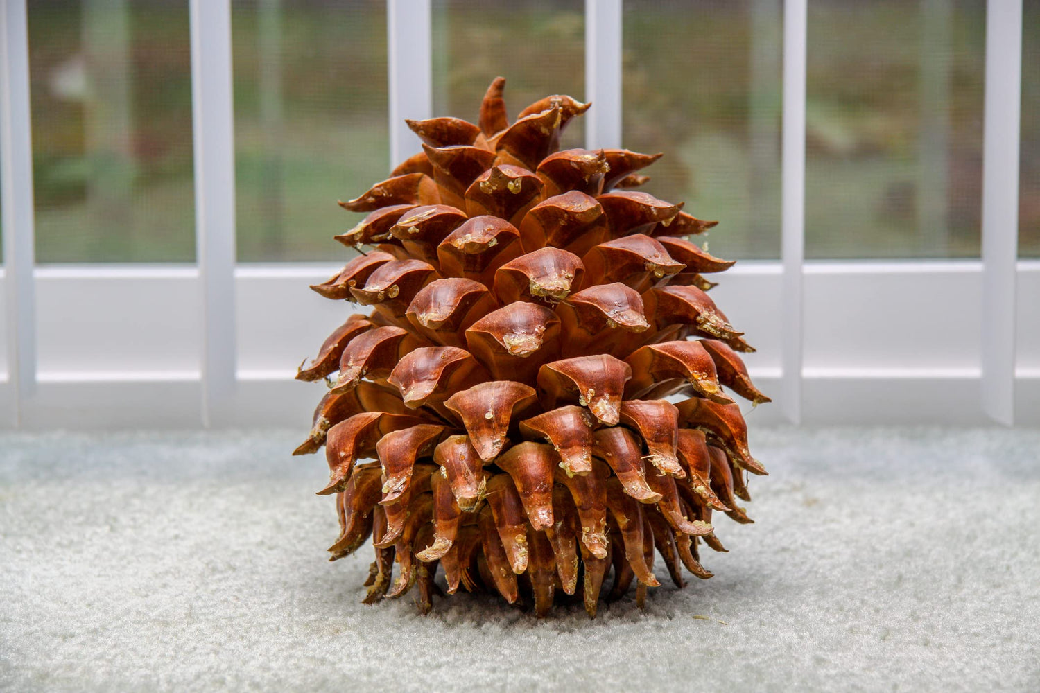 Giant Coulter Pine Cones - Great for Seasonal Decoration or Crafts, 10-12 Inch Length and Very Thick
