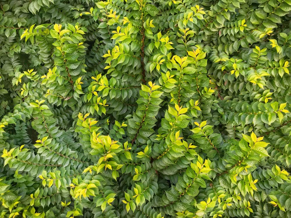 Chinese Corkbark Elm Tree Seeds for Planting (30 Seeds) - Exotic Bark Coloring - Ulmus parvifolia