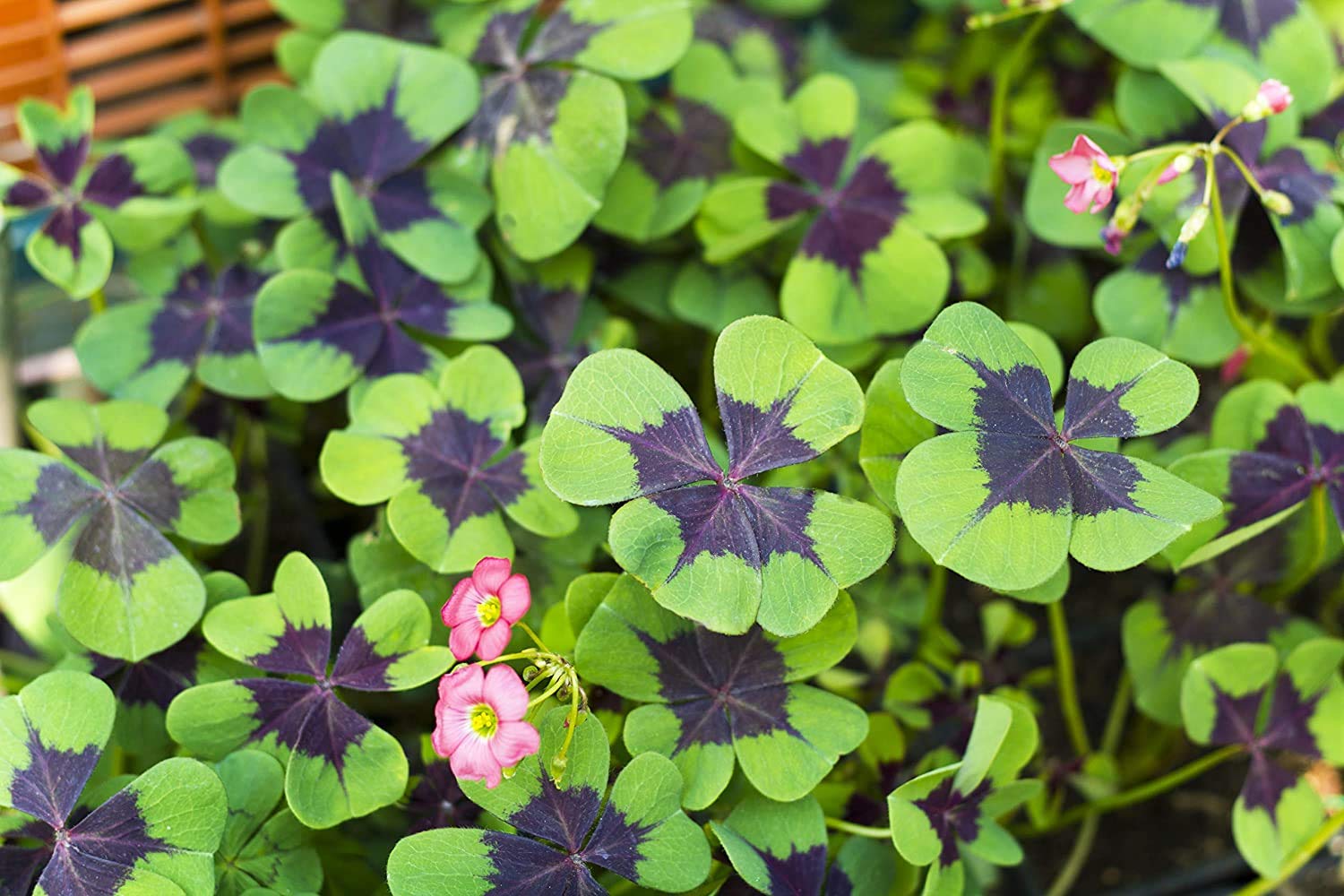 Iron Cross Shamrock Bulbs - 10 Bulbs to Plant - Iron Cross Shamrocks - Fast Growing Year Round Color Indoors or Outdoors - Oxalis Shamrock Bulbs - Ships from Iowa, Made in USA