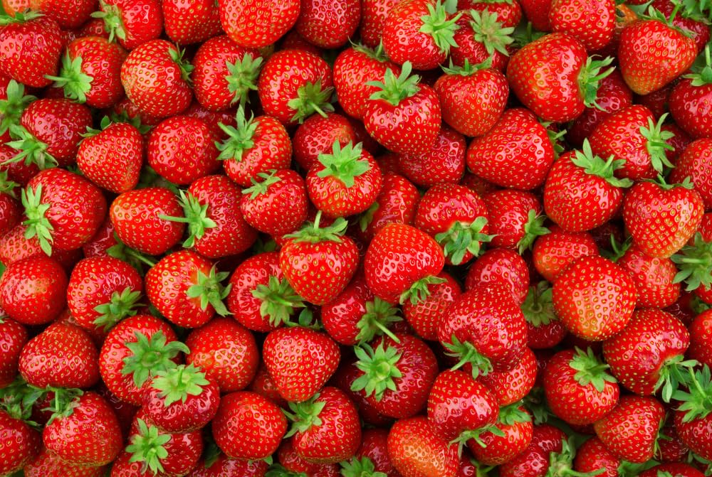 25 Ozark Beauy Strawberry Plants - Iconic Strawberry Variety - Bare Root Plants