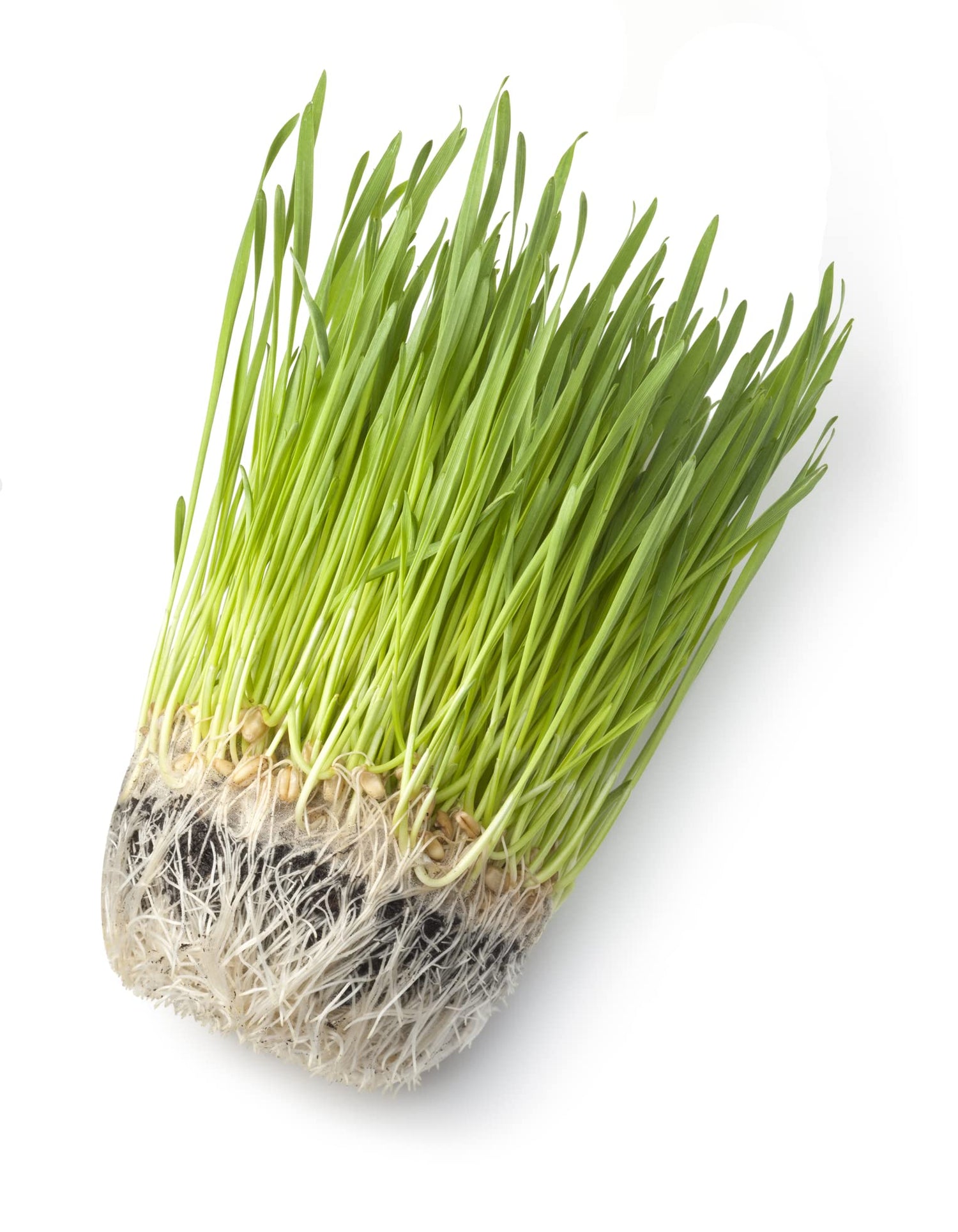 Catgrass Seeds for Sprouting - Hard Red Winter Wheat, Non-GMO, High Germination Wheatgrass