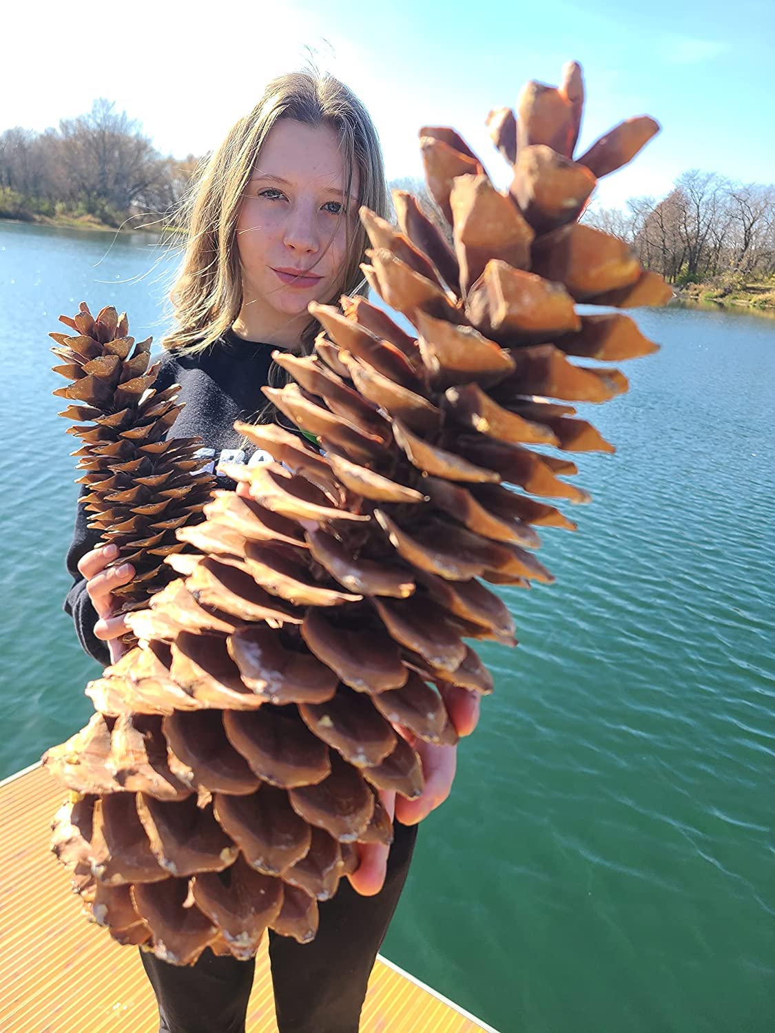 Giant Sugar Pine Cones - Biggest Pine Cones, Great for Seasonal Decoration or Crafts, 10-15 Inch Length