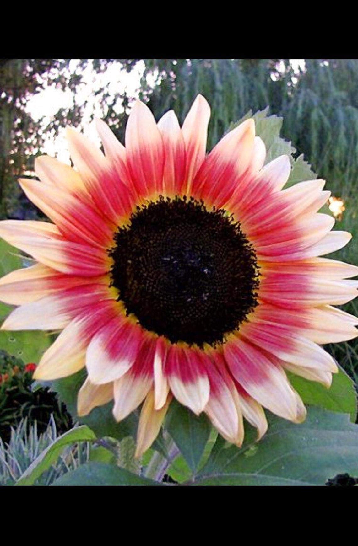 Strawberry Blonde Sunflower Seeds - 20 Seeds to Grow - Helianthus Annuus, Pink and Yellow Sunflower