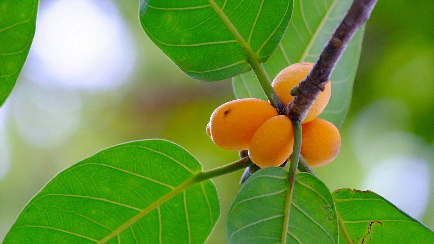 Ficus Benghalensis Tree Seeds Ornamental Tropical Plant Ornamental Banyan Fig jocad (10 Seeds)