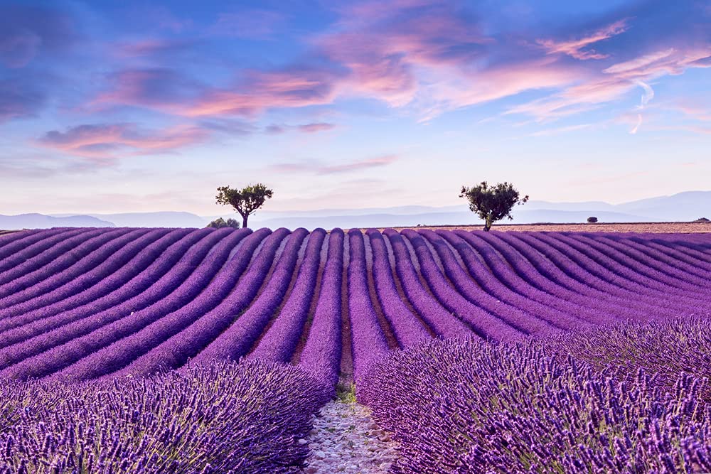 Purple Lavender Seeds to Grow | 100+ Seeds | Grow This Fragrant Spice in Your Own Garden
