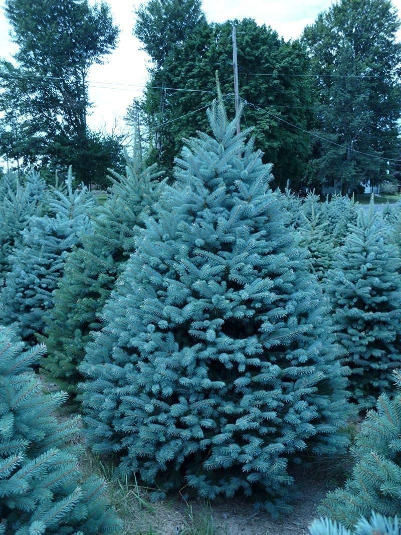 KETERE Blue Spruce Seeds for Planting | 100 Pcs Seeds | Colorado Blue Spruce, Picea pungens glauca | Attractive Trees fro Privacy or Landscaping
