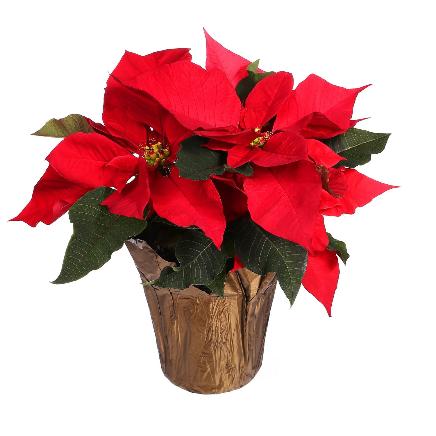 Live Red Poinsettia in 6 Inch Pot - Great Holiday Gift, Classic Christmas Decor, Xmas Flower, Easy Care Vibrant Live Plant (Red Poinsettia Plant)