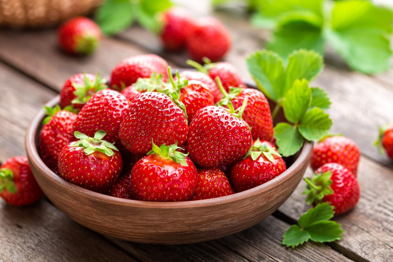 AC Wendy Strawberry Roots to Grow - Large and Delicious Red Strawberries - Healthy Rootstock