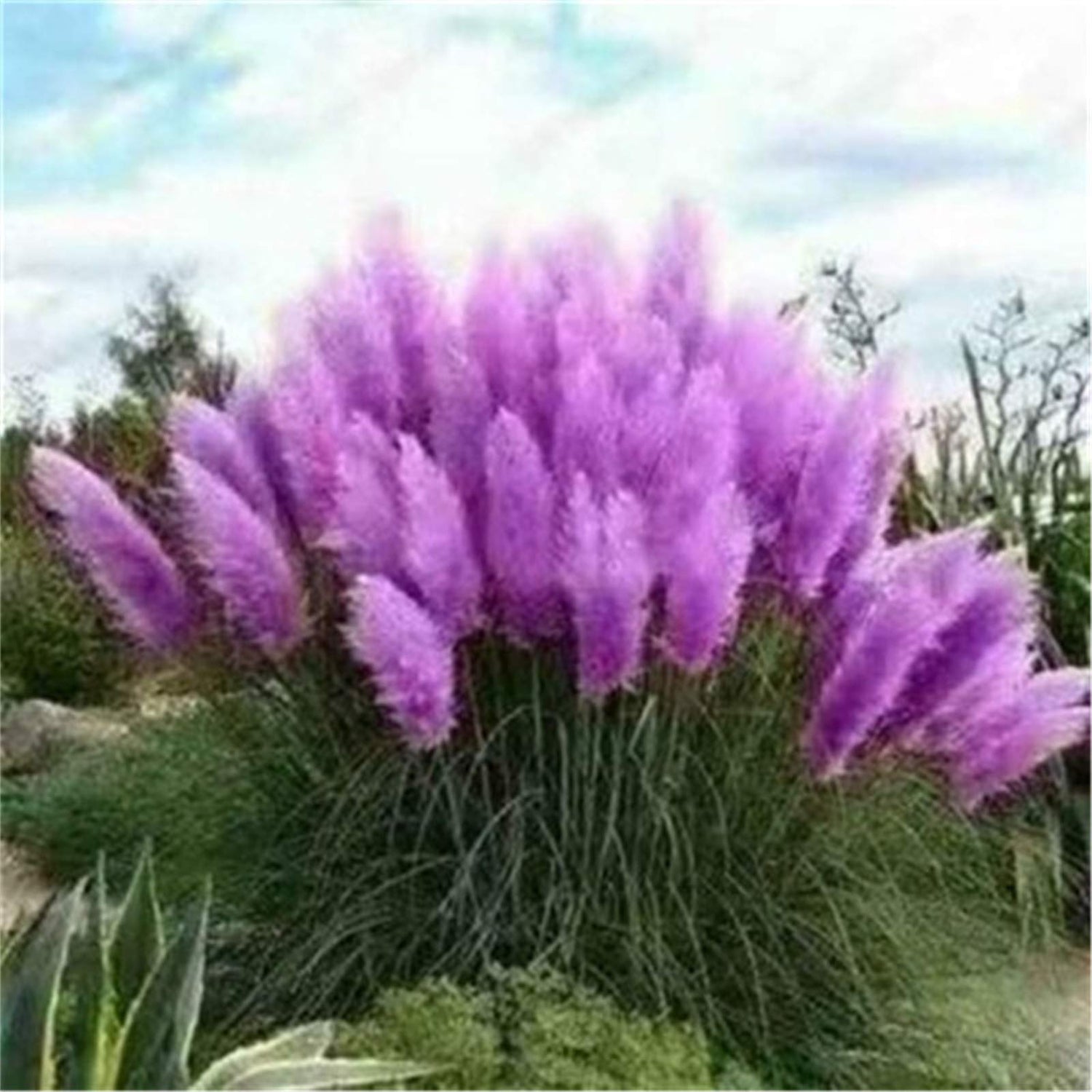 100+ Pcs Pampas Mix Color Grass Seeds Cortaderia selloana Seeds Rare Plants Decor Garden