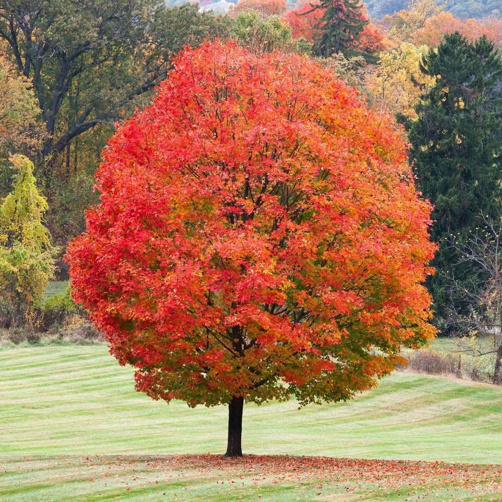 Sugar Maple Tree - Live Plant - 10-18" Tall Seedling - Quart Pot - Acer Saccharum