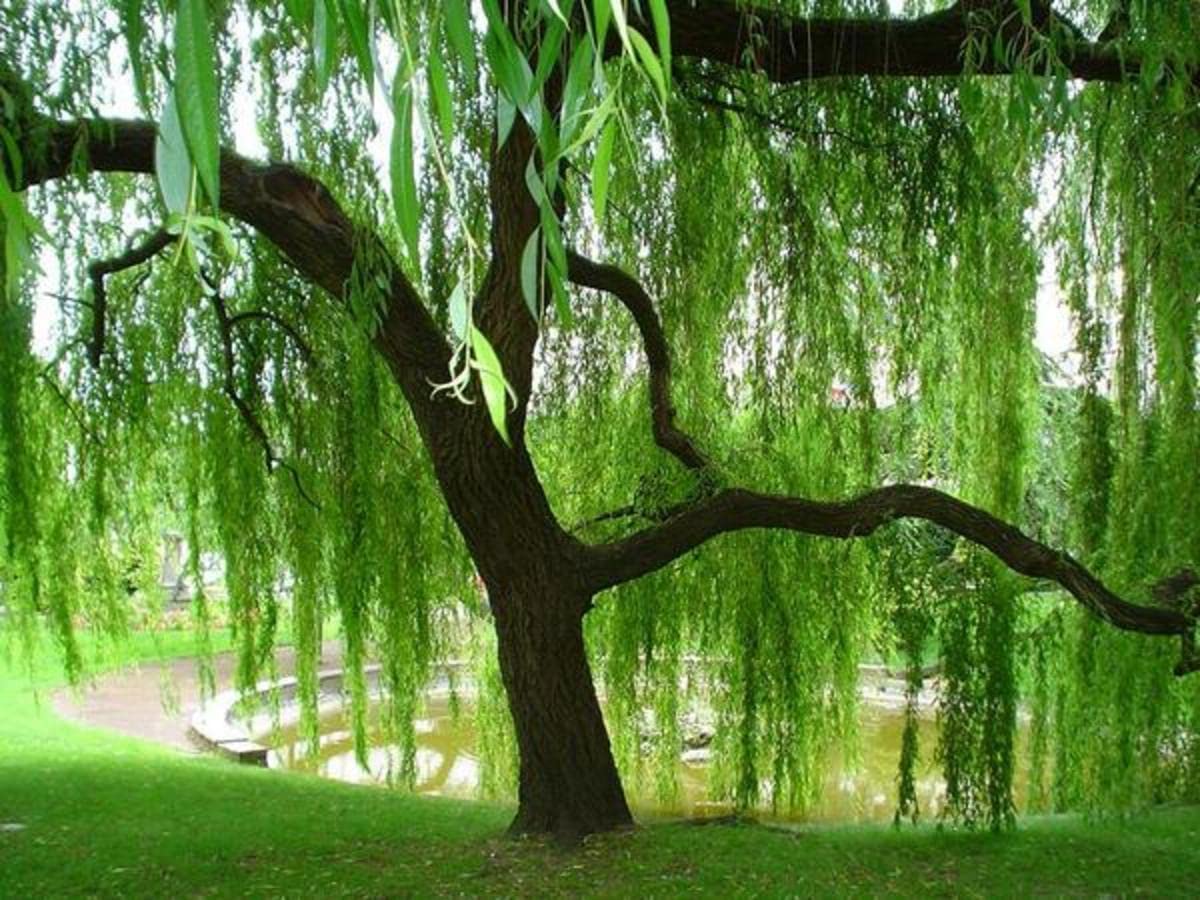 Weeping Willow Tree Cuttings to Plant - Fast Growing Trees - Beautiful Arching Canopy - Popular asBonsai