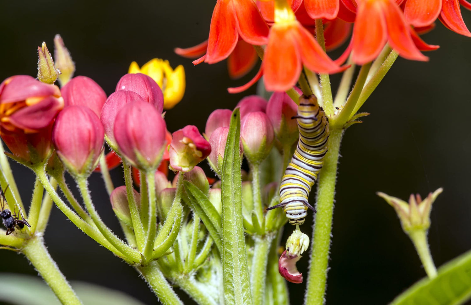 Blood Flower Milkweed Seeds - 100 Seeds - Food and Host Plant for Monarch Butterflies