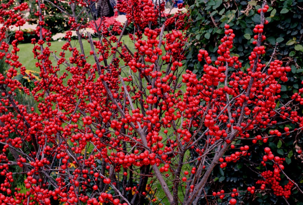 50 Winterberry Bush Seeds for Planting - Ilex verticillata - Essential Winter Food for Birds, Very Attractive Red Berries