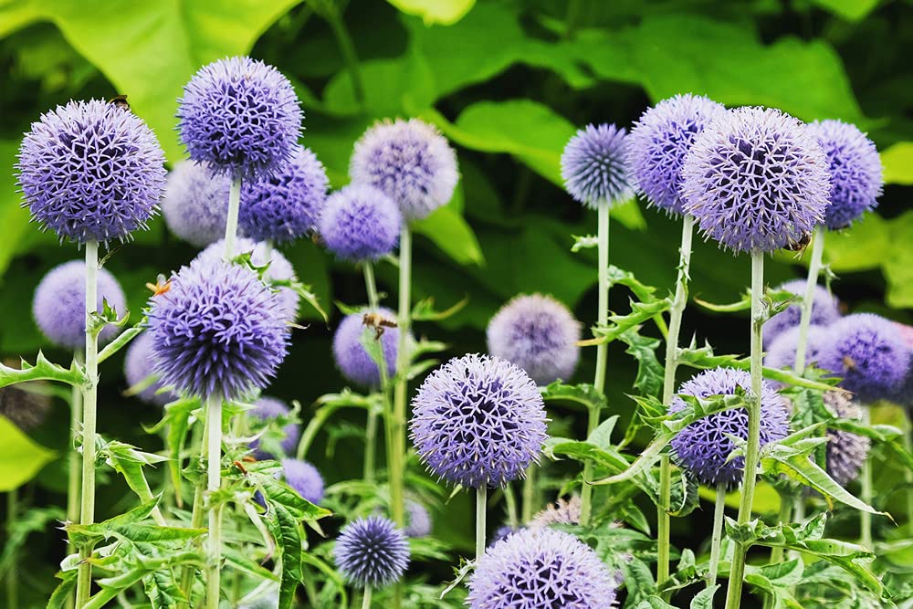 Globe Thistle Seeds for Planting - 30 Seeds - Exotic Blue Globe Thistle