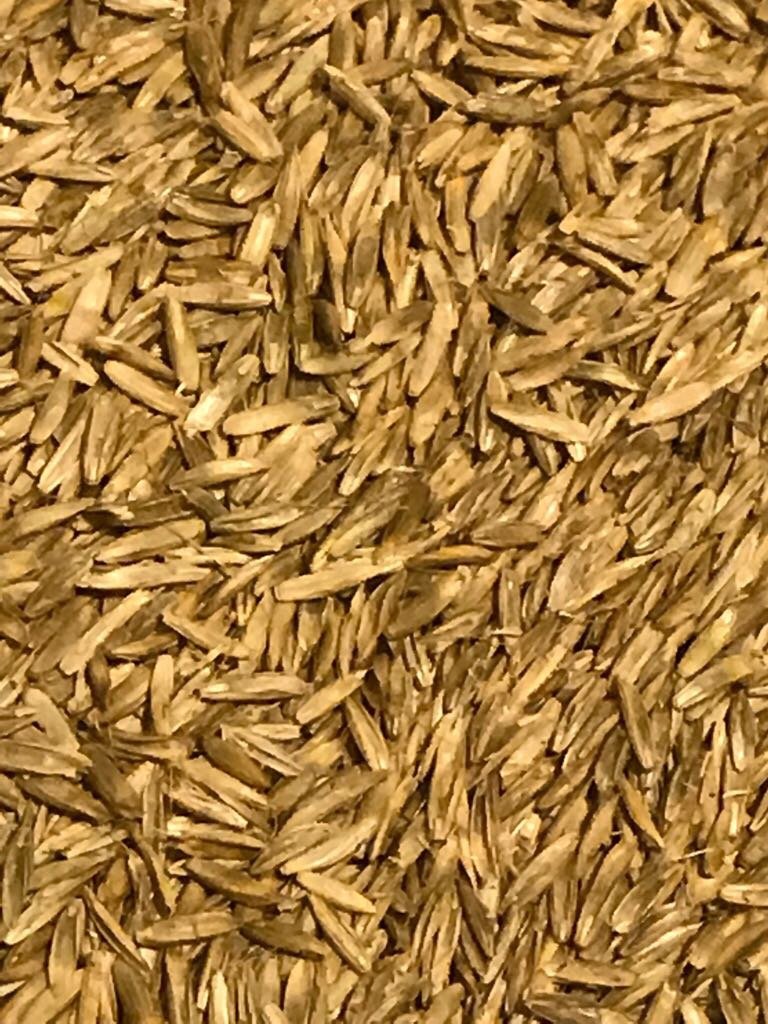 Annual RyeGrass Seed 5 Lbs (Tetraploid)