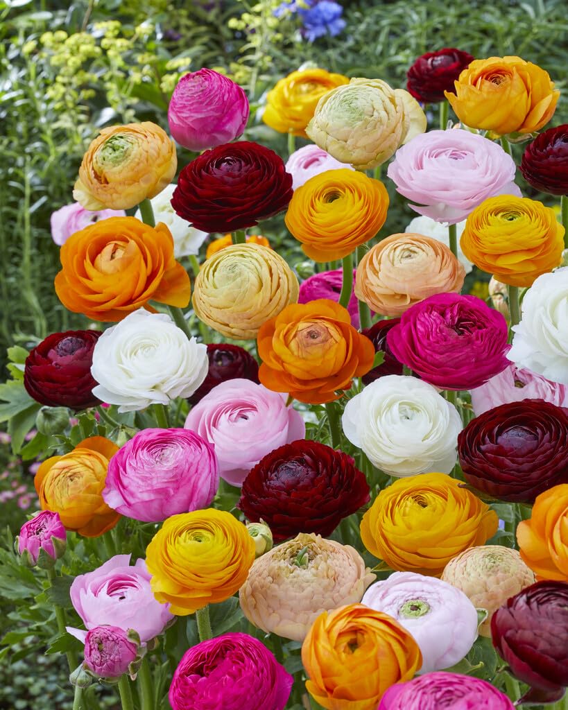 Mixed Color Ranunculus Bulbs for Planting - Easy to Grow